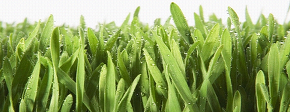 picture of blades of grass