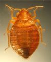 Bed bug