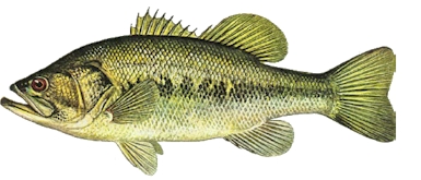 Large Mouth Bass